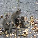 Monkey family eating sweet potatoes