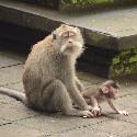 Mother monkey with baby