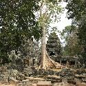 Tree at at Banteay Kdei, Angkor