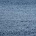 Minke whale in the Saguenay river estuary
