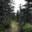 French Mountain trail in Cape Breton Highlands National Park, NS
