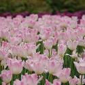 Pink tulips (1)
