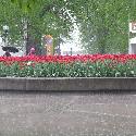 Red tulips in heavy rain