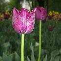 Violet tulip (flash used)