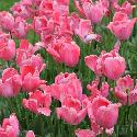 Pink tulips (2)