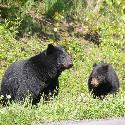 Black bear with two cubs