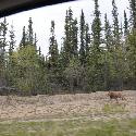Baby moose running along the highway