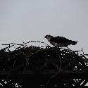 Bird of prey in her nest
