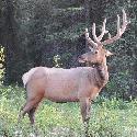 Elk