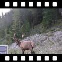 Elks at the side of the road