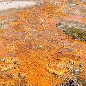 Orange bacteria at Fountain Paint Pot, Yellowstone National Park, WY