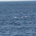Beluga whales in the distance