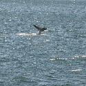 Humpback whale diving (2)