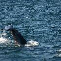 The tail of a humpback whale (1)